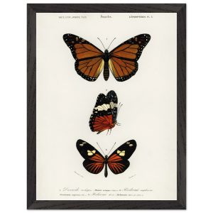 Artfulprints Poster met Lijst Charles Dessalines d'Orbigny – Butterfly