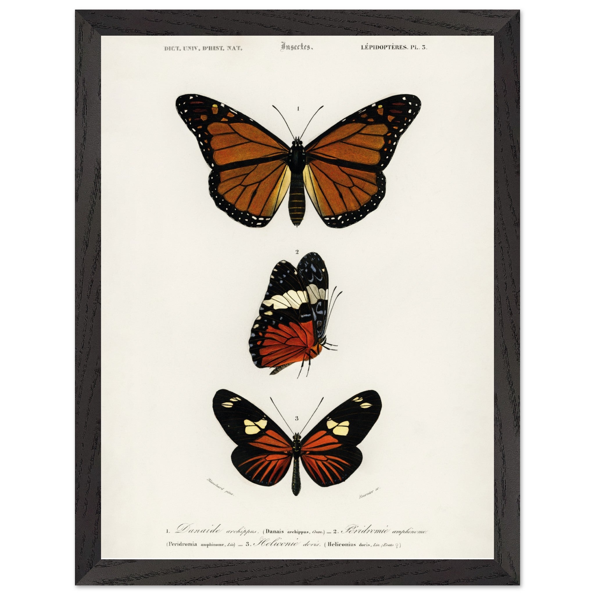 Artfulprints Poster met Lijst Charles Dessalines d'Orbigny - Butterfly