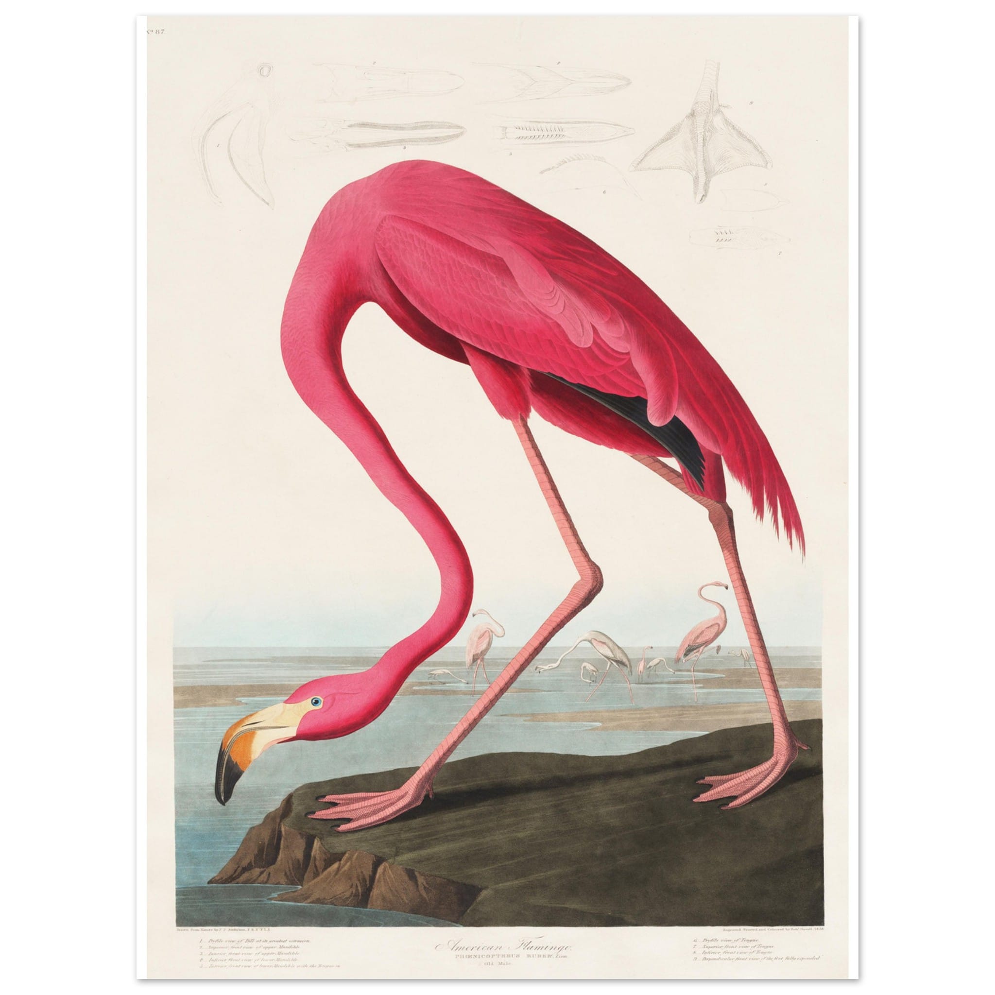 Artfulprints Poster American flamingo - 30x40 cm - Roze