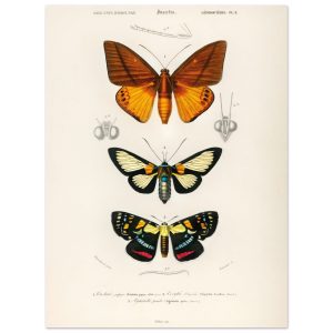 Artfulprints Poster Charles Dessalines d'Orbigny – Collection of moths