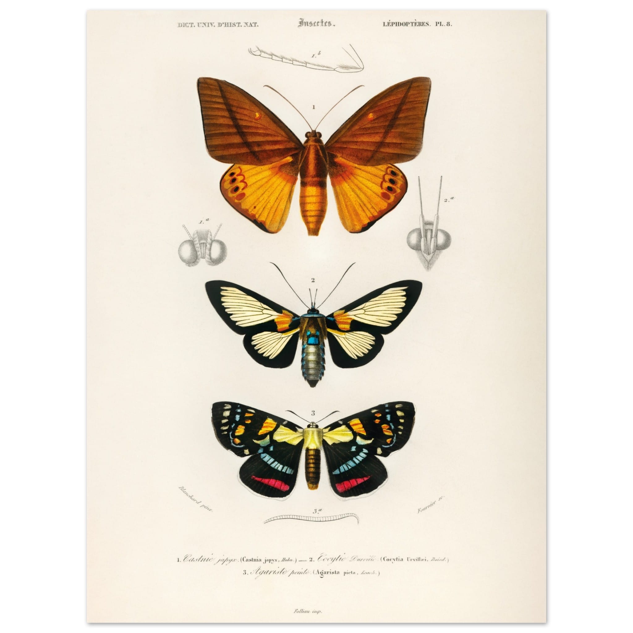 Artfulprints Poster Charles Dessalines d'Orbigny - Collection of moths