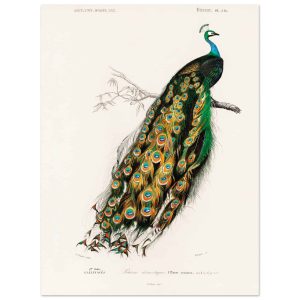 Artfulprints Poster Charles Dessalines d'Orbigny – Indian peafowl (pav