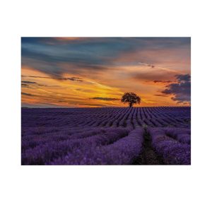 Art for the Home Buitencanvas Lavendelveld bij zonsondergang Art for the Home Buitencanvas Lavendelveld bij zonsondergang