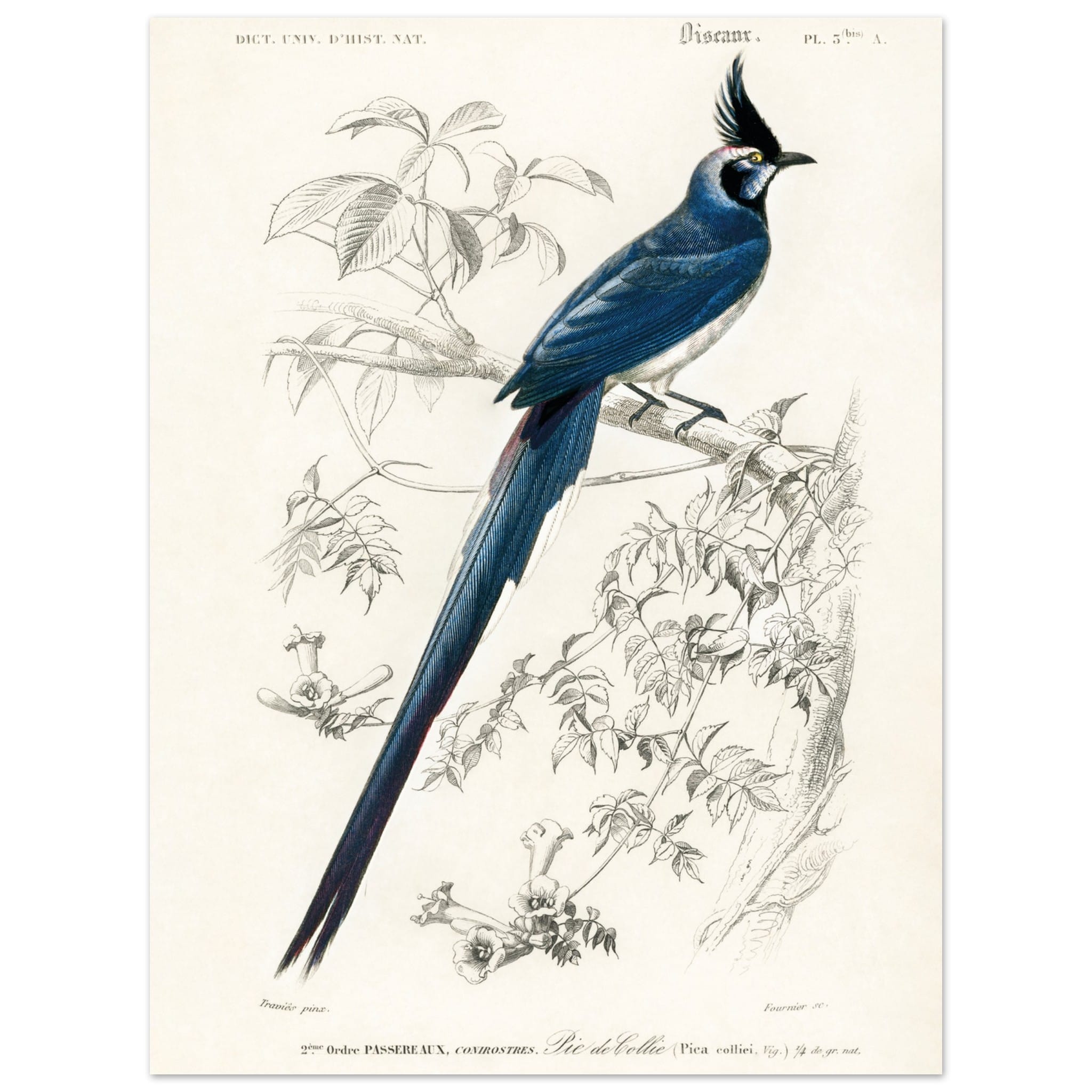 Artfulprints Poster Charles Dessalines d'Orbigny - Black-throated magp