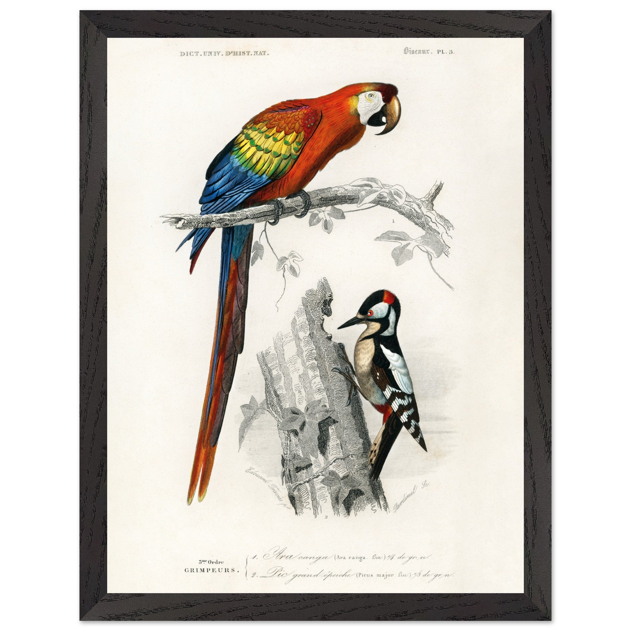 Artfulprints Poster met Lijst Charles Dessalines d'Orbigny - Different