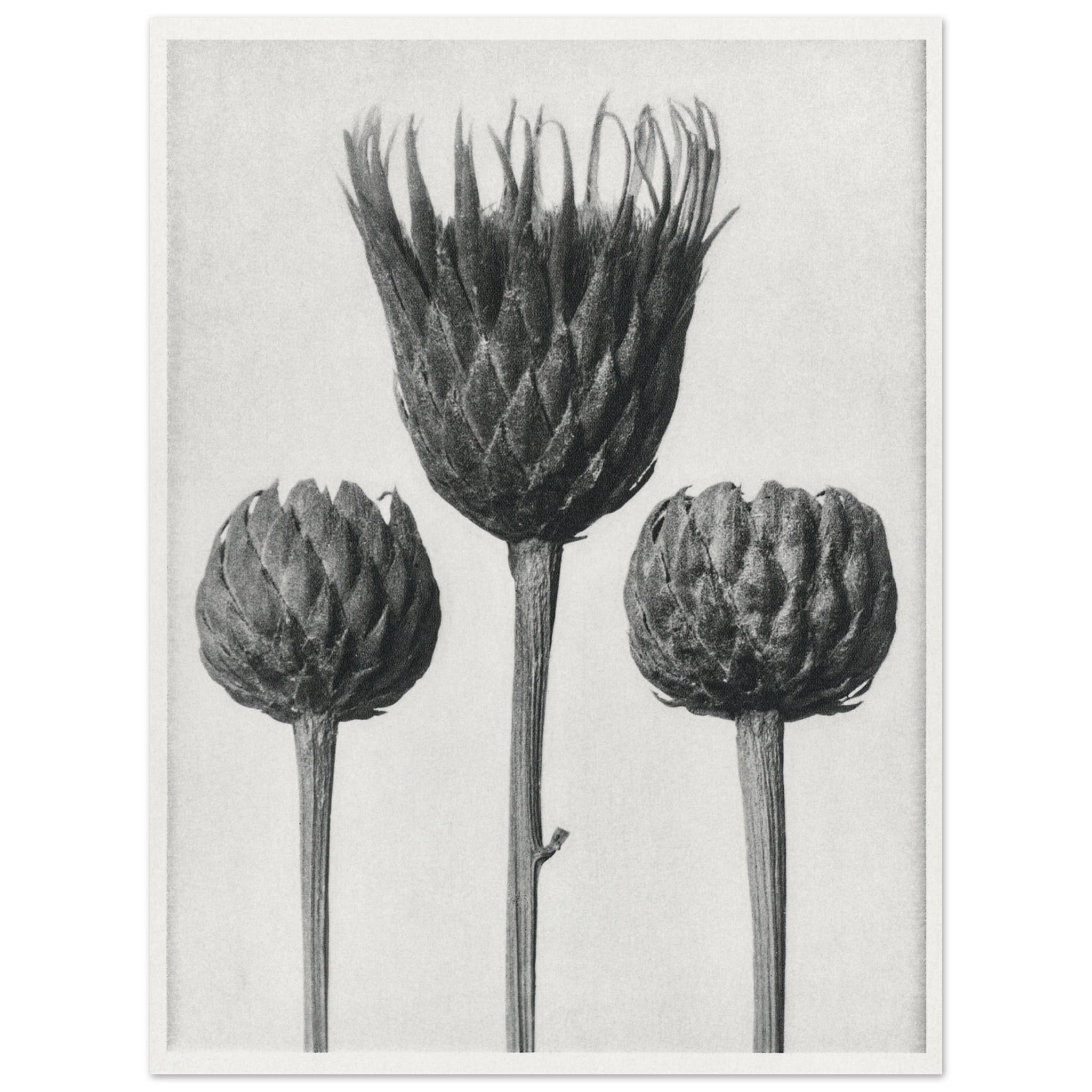 Artfulprints Burst of bloom poster 30x40 cm
