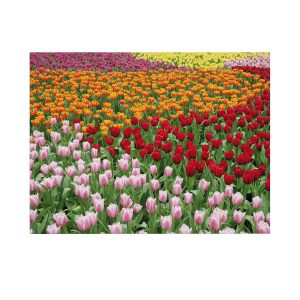Art for the Home Buitencanvas Nederlands Tulpenveld Art for the Home Buitencanvas Nederlands Tulpenveld