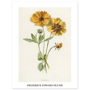 Artfulprints Frederick Edward Hulme – Coreopsis poster 30×40 cm Artfulprints Frederick Edward Hulme – Coreopsis poster 30×40 cm