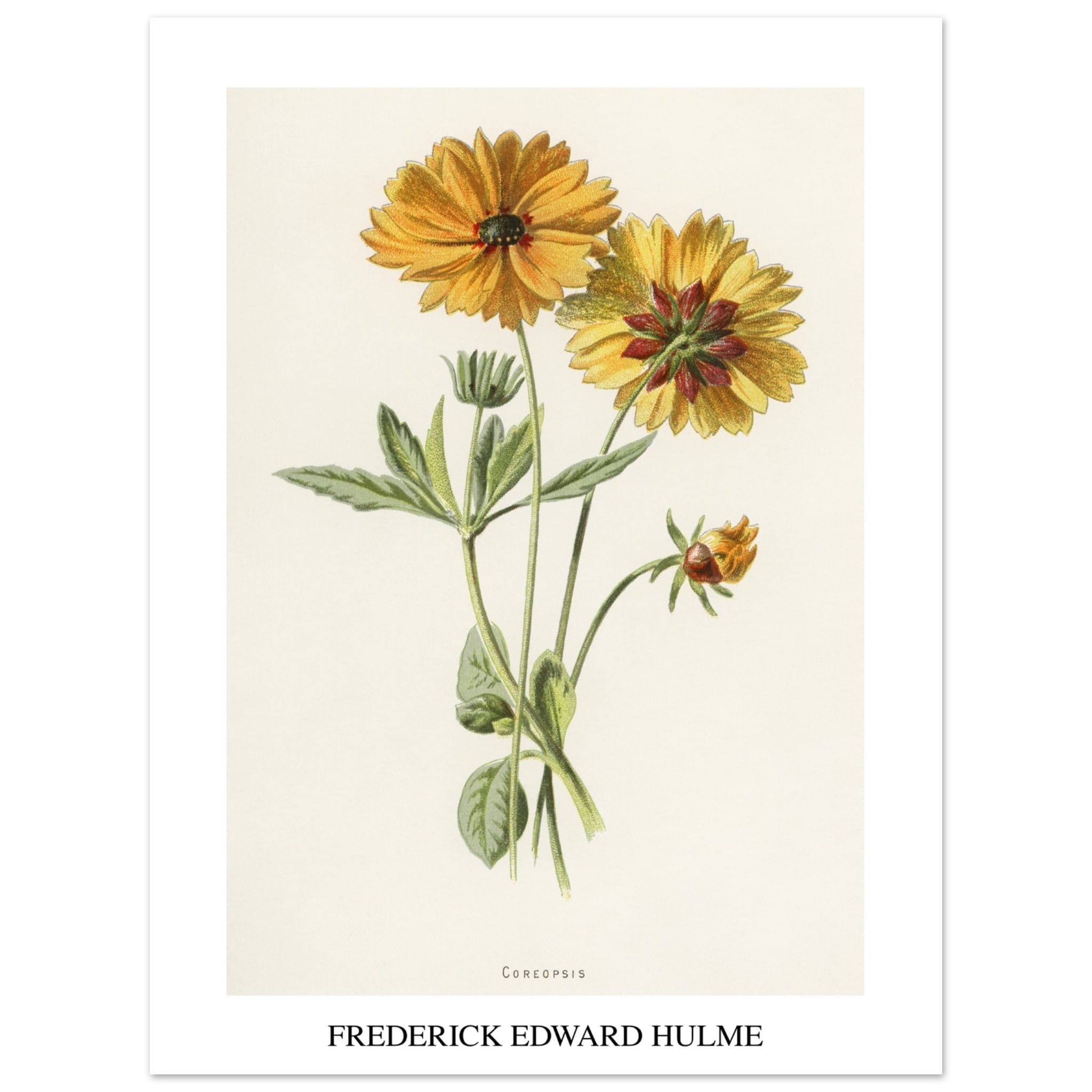 Artfulprints Frederick Edward Hulme - Coreopsis poster 30x40 cm