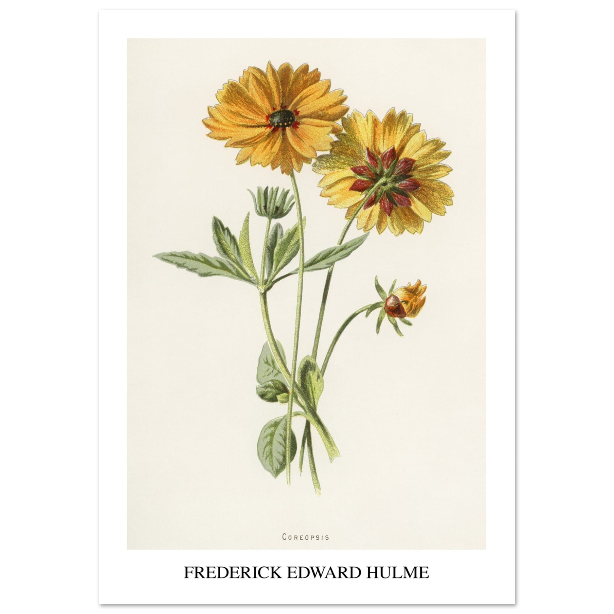Artfulprints Frederick Edward Hulme - Coreopsis poster 70x100 cm