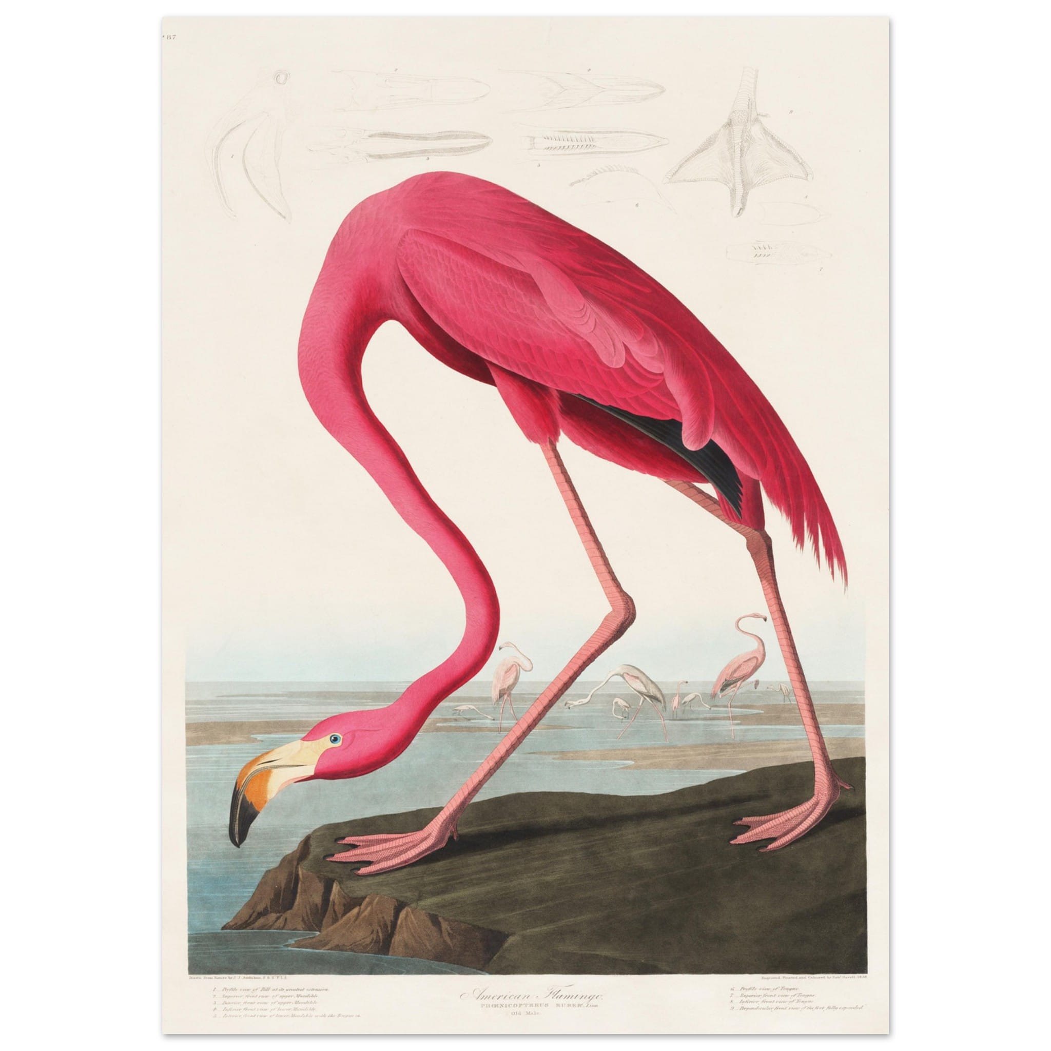 Artfulprints Poster American flamingo - 50x70 cm - Roze
