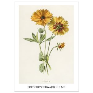 Artfulprints Frederick Edward Hulme – Coreopsis poster 50×70 cm Artfulprints Frederick Edward Hulme – Coreopsis poster 50×70 cm
