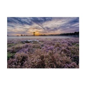 Art for the Home Buitencanvas – Lavendelveld – 50x70cm Art for the Home Buitencanvas – Lavendelveld – 50x70cm