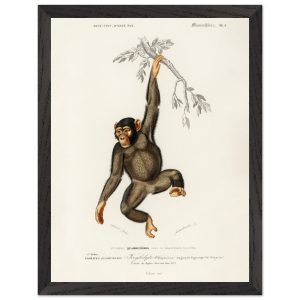 Artfulprints Poster met Lijst Charles Dessalines d'Orbigny – Chimpangz