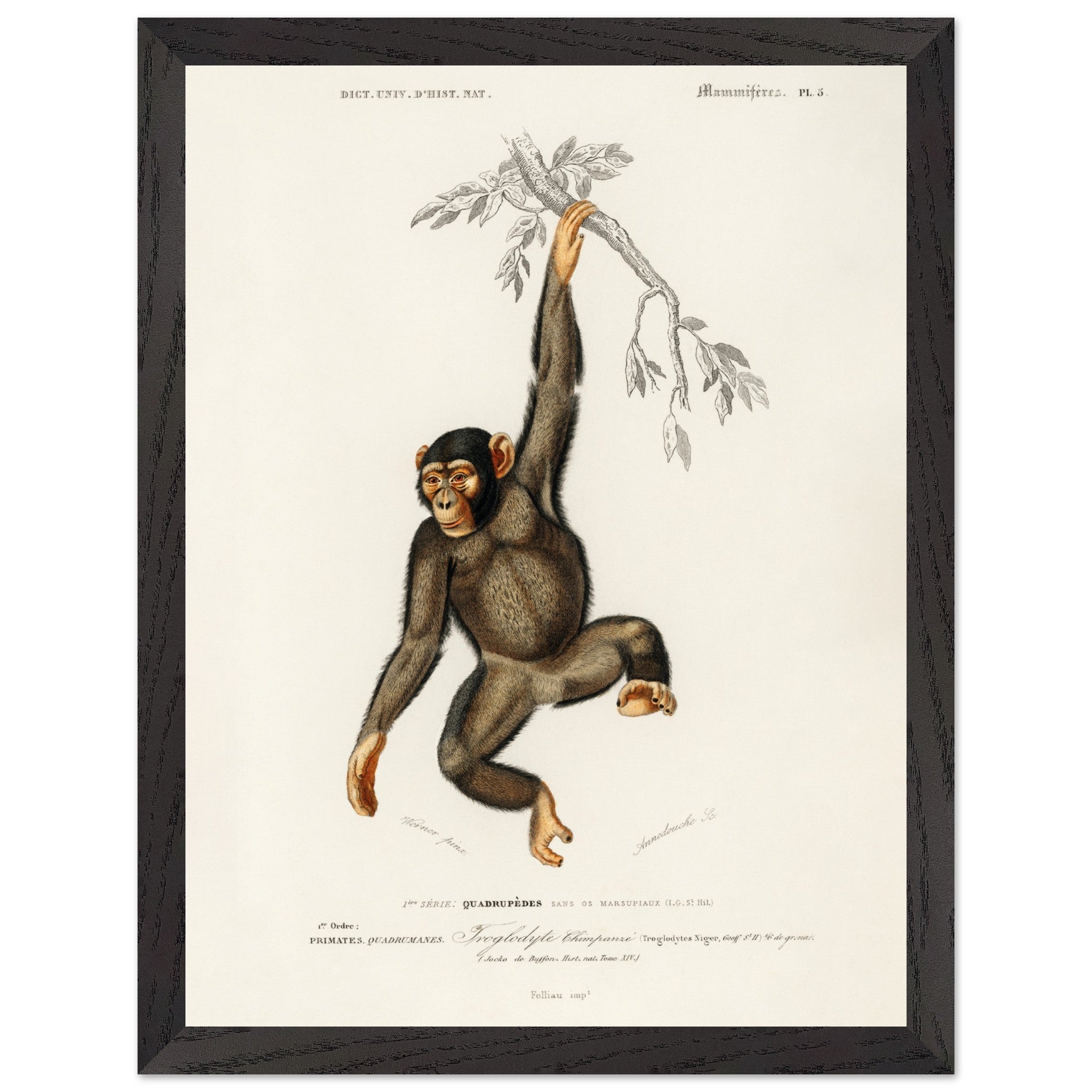 Artfulprints Poster met Lijst Charles Dessalines d'Orbigny - Chimpangz