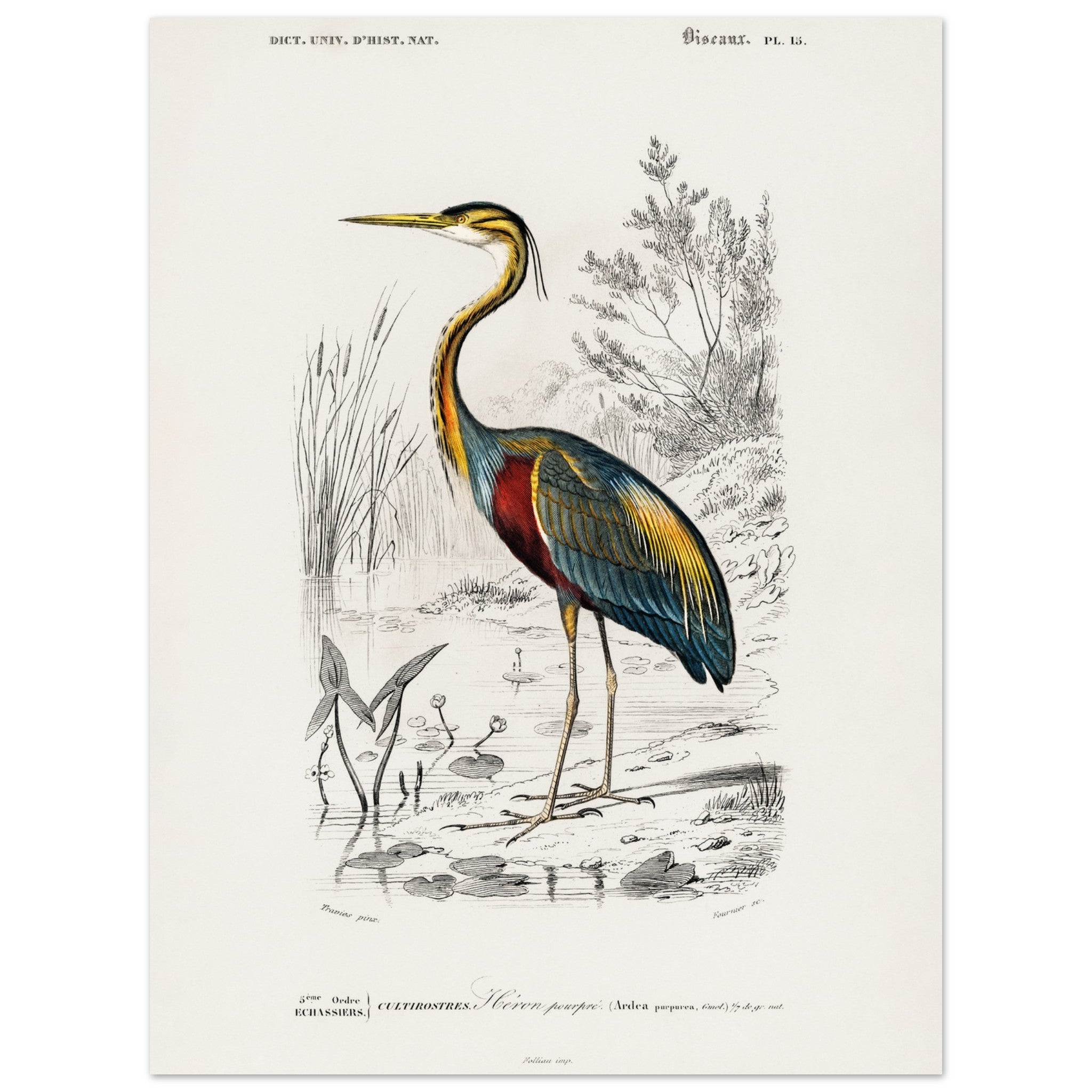 Artfulprints Poster Charles Dessalines d'Orbigny - Purple heron (Ardea
