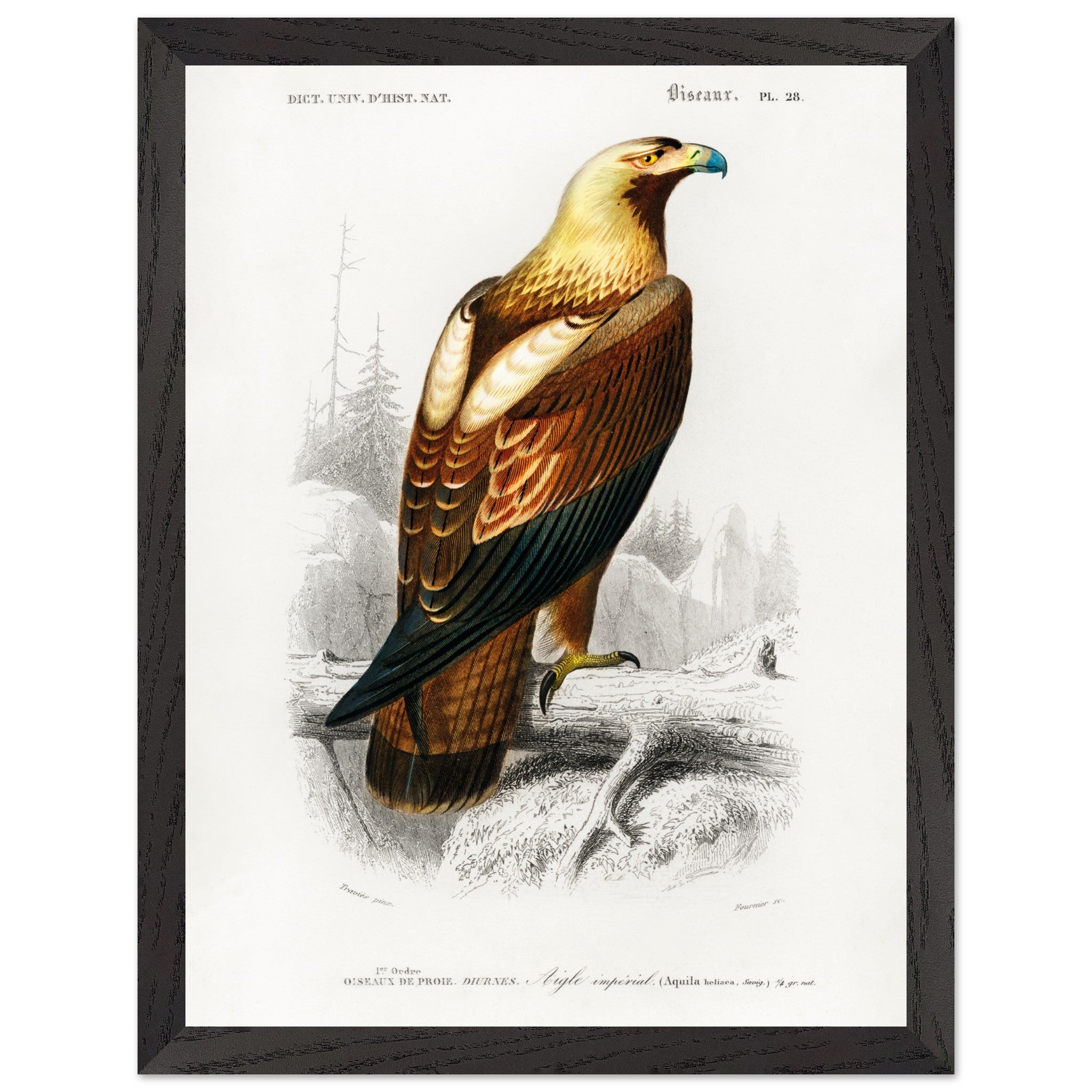 Artfulprints Poster met Lijst Charles Dessalines d'Orbigny - Eastern i