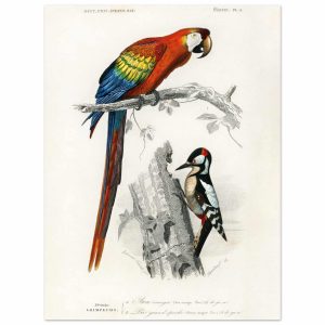 Artfulprints Poster Charles Dessalines d'Orbigny – Different types of