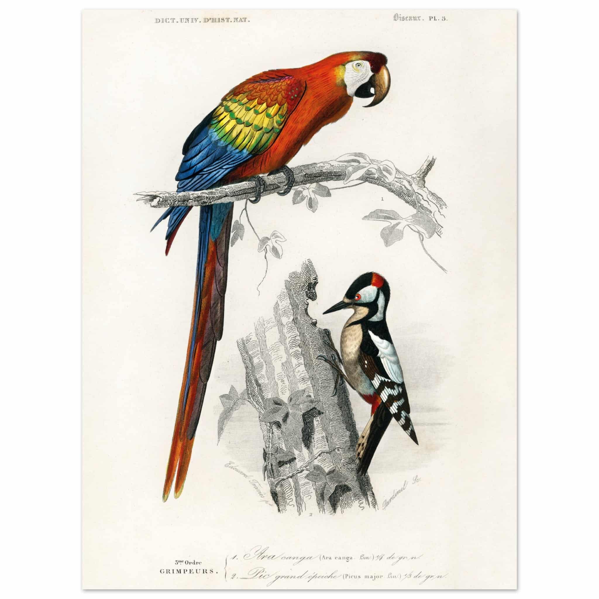 Artfulprints Poster Charles Dessalines d'Orbigny - Different types of