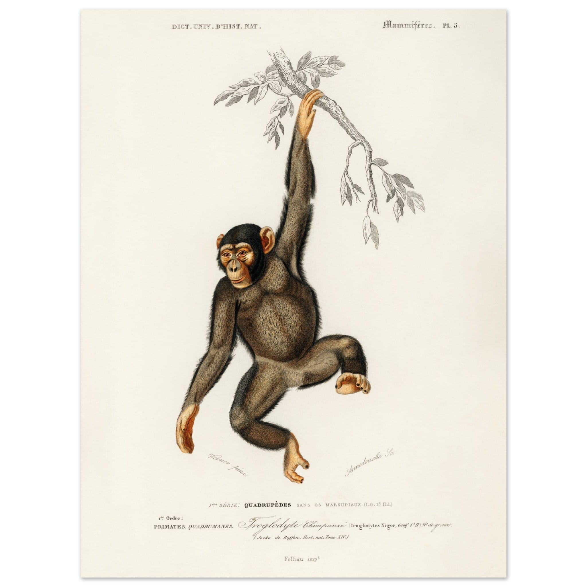 Artfulprints Poster Charles Dessalines d'Orbigny - Chimpangze (troglod