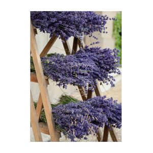 Art for the Home Buitencanvas Gedroogde Lavendel Art for the Home Buitencanvas Gedroogde Lavendel