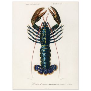 Artfulprints Poster Charles Dessalines d'Orbigny – Crimson crawfish (p