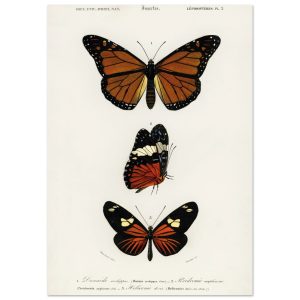 Artfulprints Poster Charles Dessalines d'Orbigny – Butterfly – A4 21×2
