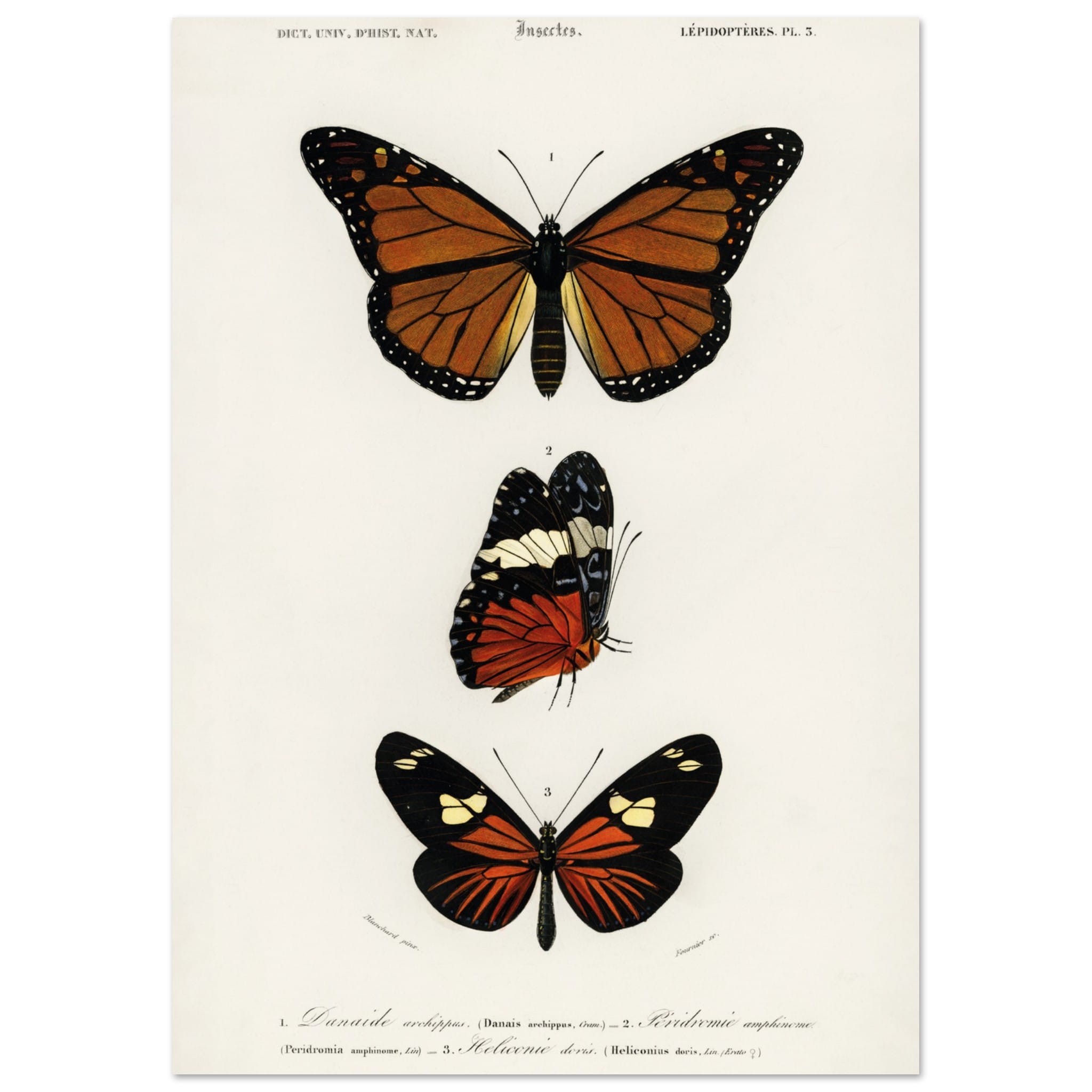 Artfulprints Poster Charles Dessalines d'Orbigny - Butterfly - A4 21x2