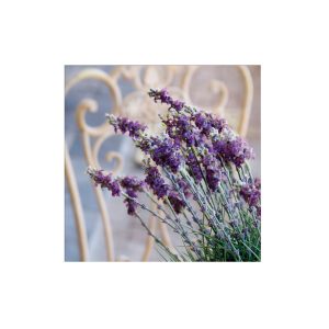 Art for the Home Buitencanvas – Lavendel Harmonie – 50x50cm Art for the Home Buitencanvas – Lavendel Harmonie – 50x50cm