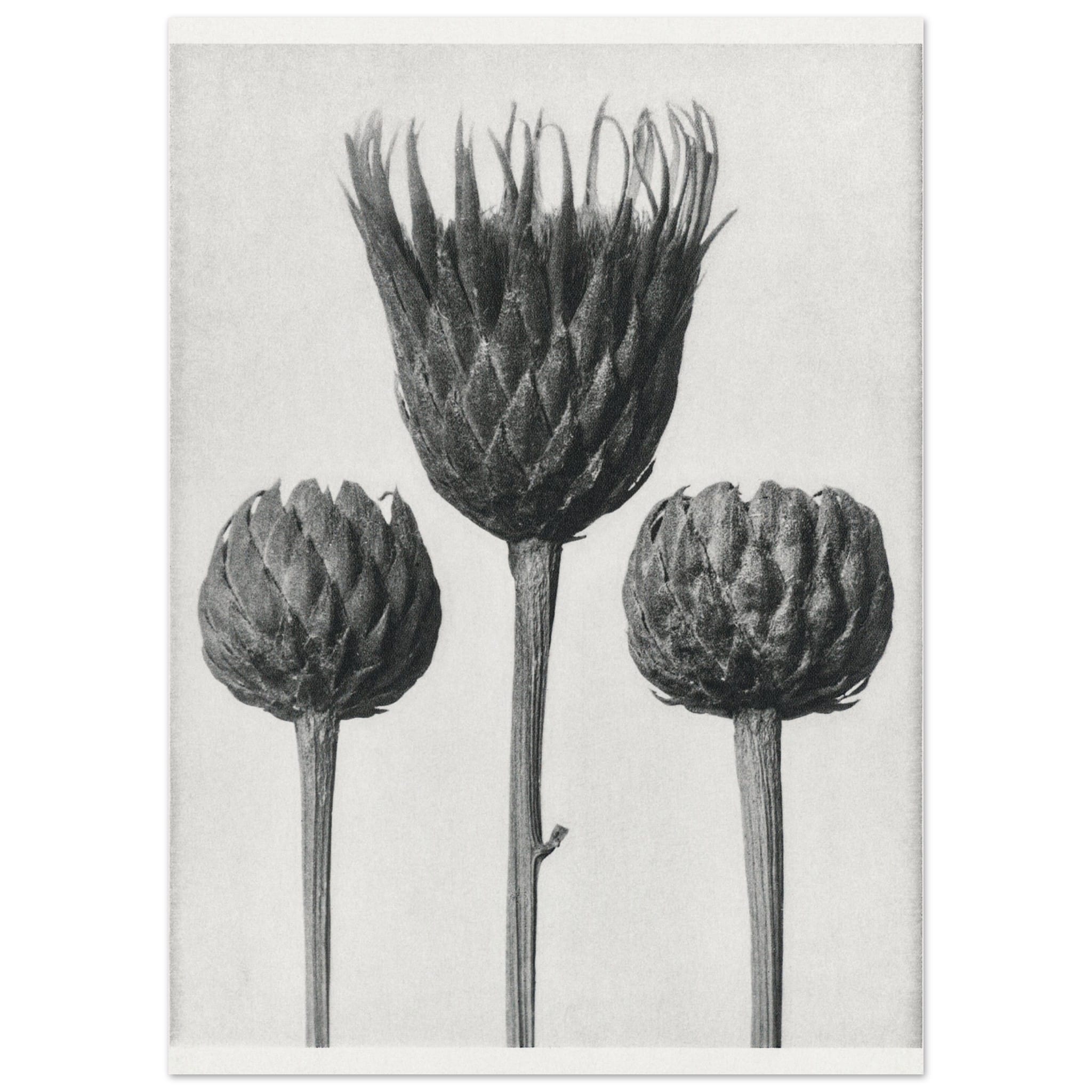 Artfulprints Burst of bloom poster 50x70 cm