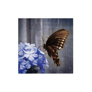 Art for the Home Buitencanvas Vlinder op een bloem Art for the Home Buitencanvas Vlinder op een bloem