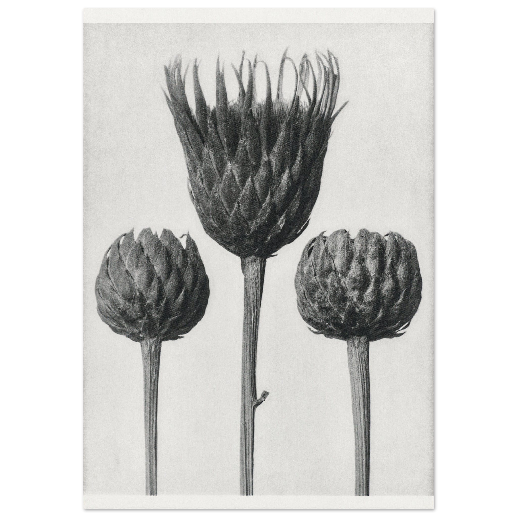 Artfulprints Burst of bloom poster 70x100 cm