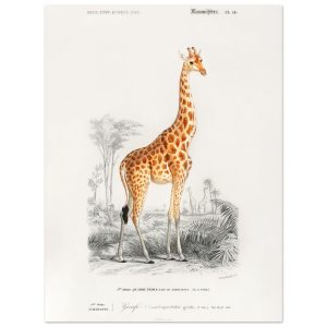 Artfulprints Poster Charles Dessalines d'Orbigny – Giraffe (giraffa ca