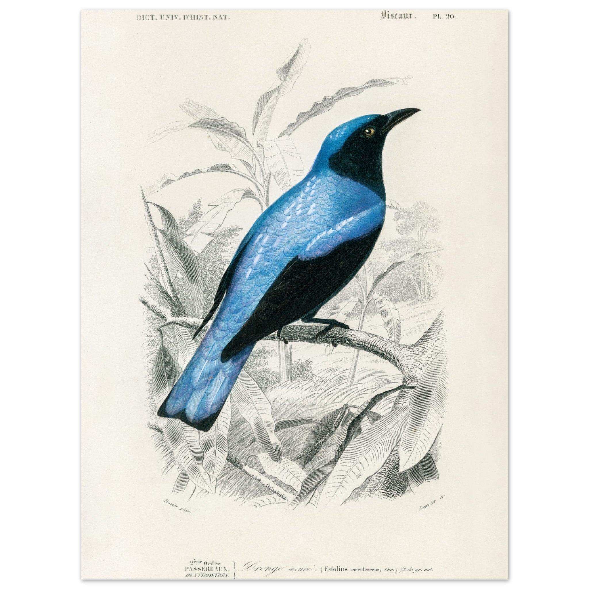 Artfulprints Poster Charles Dessalines d'Orbigny - Square-tailed drong