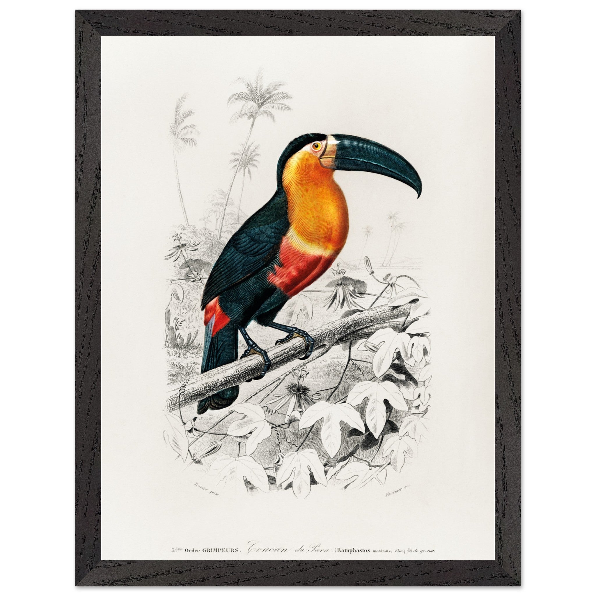 Artfulprints Poster met Lijst Charles Dessalines d'Orbigny - Toucan (r
