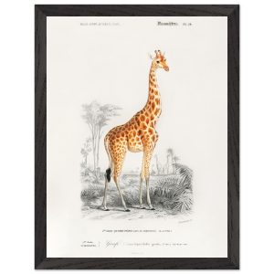Artfulprints Poster met Lijst Charles Dessalines d'Orbigny – Giraffe (