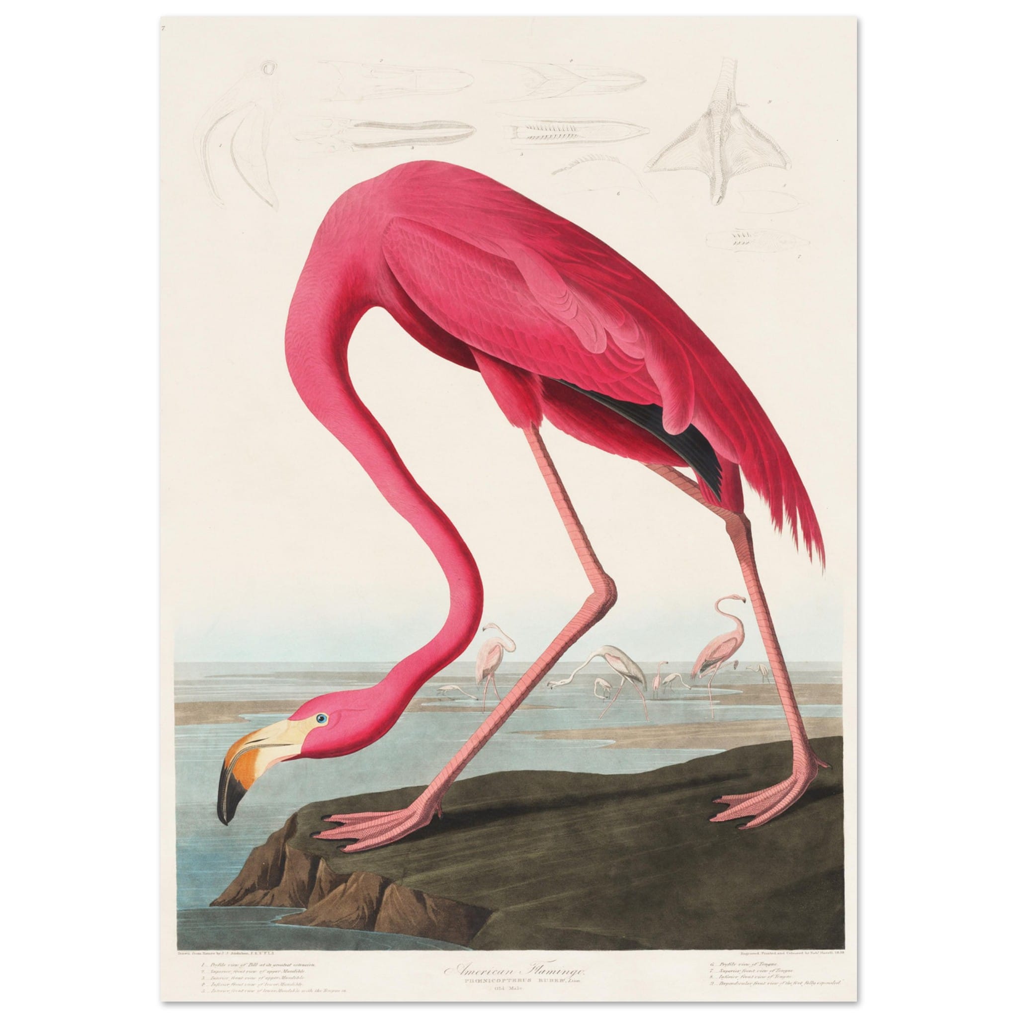 Artfulprints Poster American flamingo - A4 21x29.7 cm - Roze