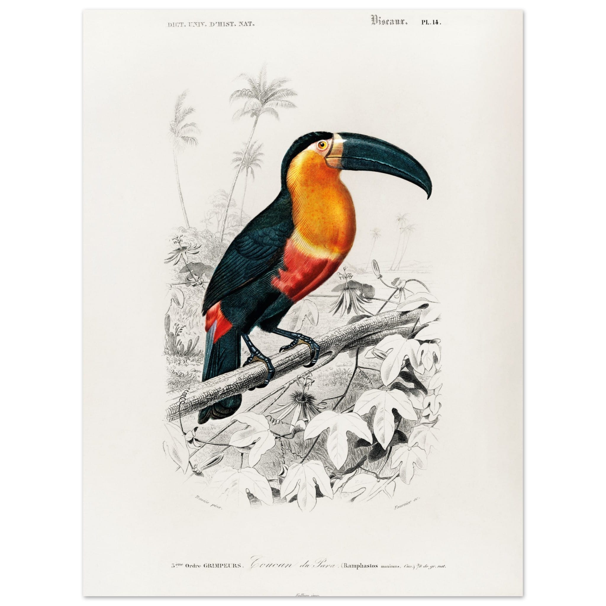 Artfulprints Poster Charles Dessalines d'Orbigny - Toucan (ramphastos)