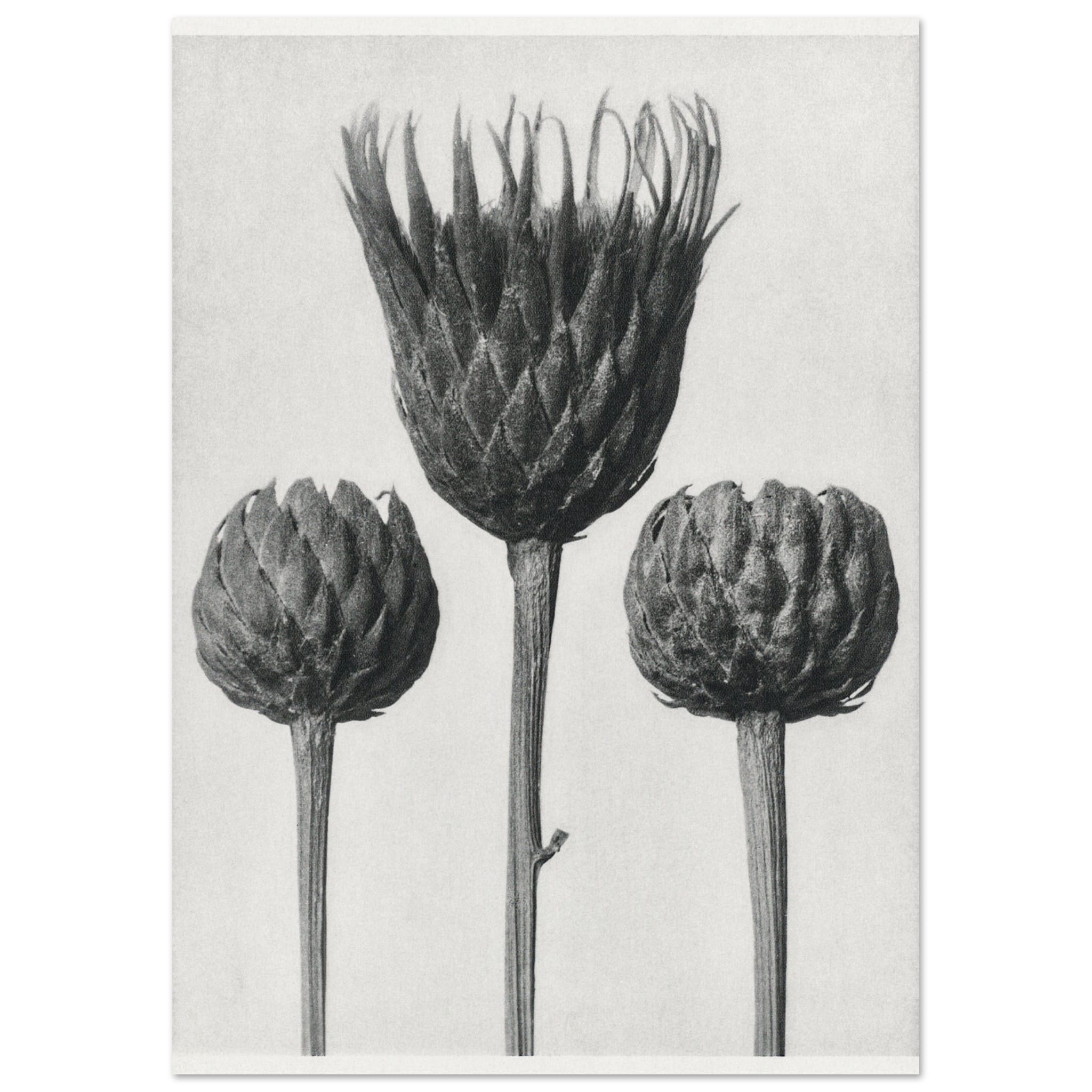Artfulprints Burst of bloom poster A4 21x29.7 cm