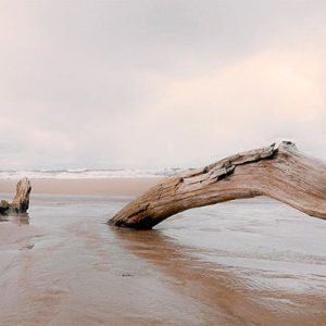 Art for the Home Canvas – Drijfhout – 40x100cm Art for the Home Canvas – Drijfhout – 40x100cm
