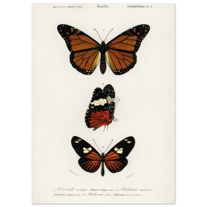 Artfulprints Poster Charles Dessalines d'Orbigny – Butterfly – 50×70 c