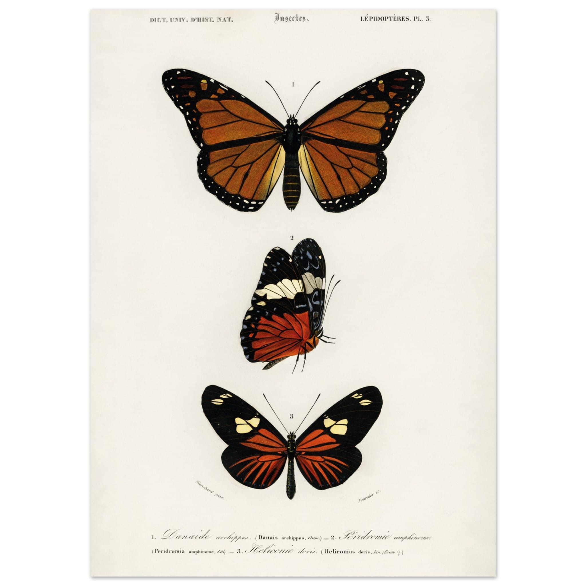 Artfulprints Poster Charles Dessalines d'Orbigny - Butterfly - 50x70 c